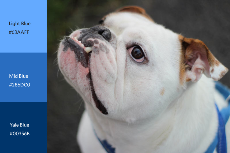 A handsome Dan look-alike with some Yale colors